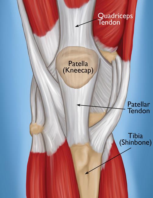 The Extensor Mechanism of the Knee